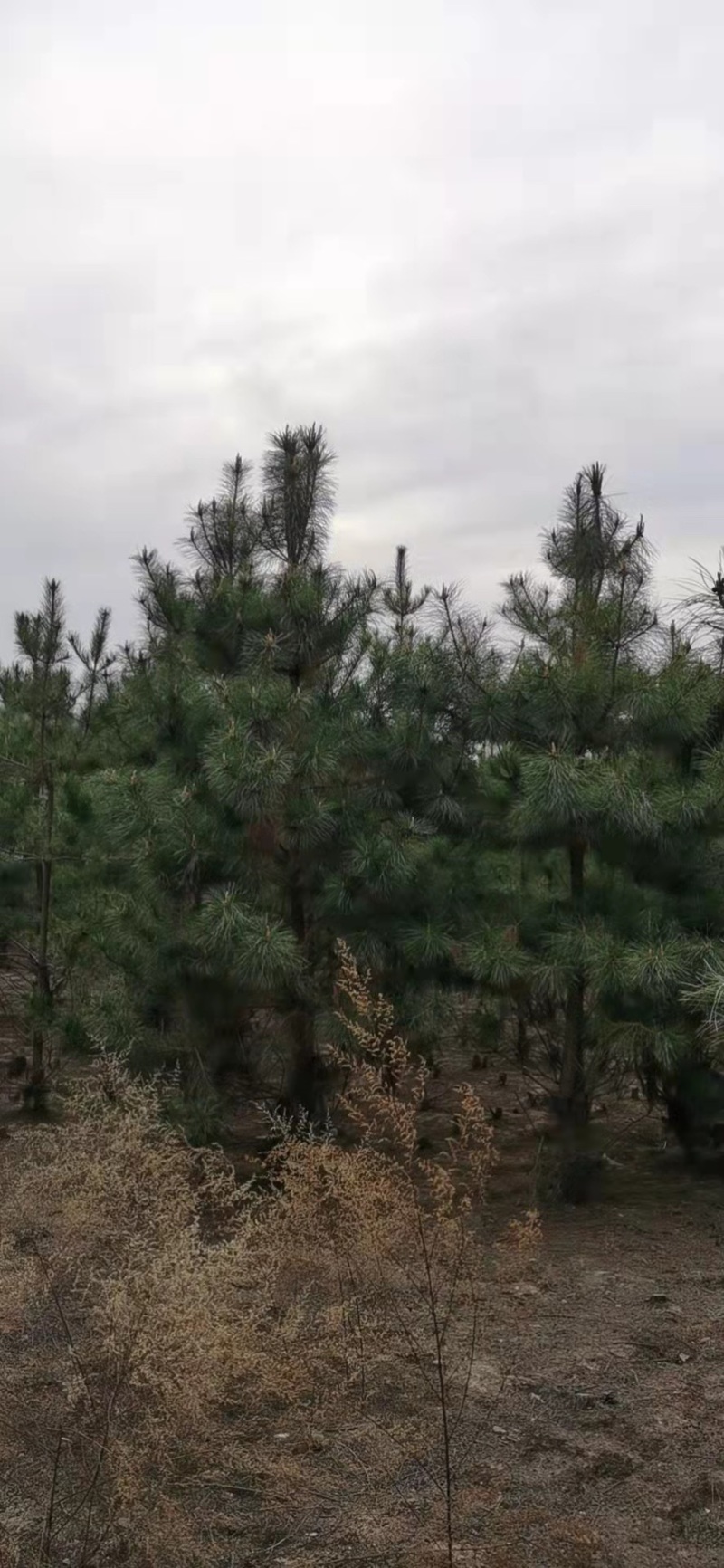 三米油松大量处理.欢迎大家前来选购.便宜处理了