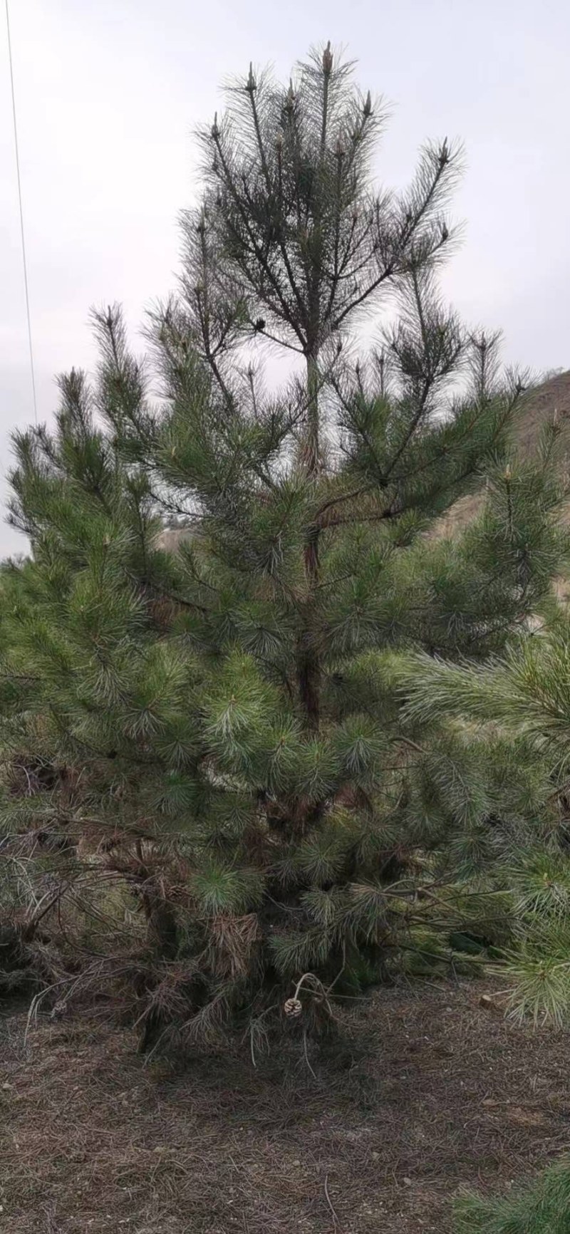 三米油松大量处理.欢迎大家前来选购.便宜处理了