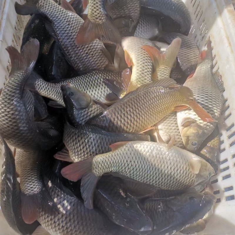 鲤鱼池塘鲤鱼30万斤左右可以下塘！自己过来装车