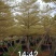 广东普宁现货、【锦叶榄仁】10-12-15公分、欢迎联系