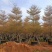 广东普宁现货、【锦叶榄仁】10-12-15公分、欢迎联系