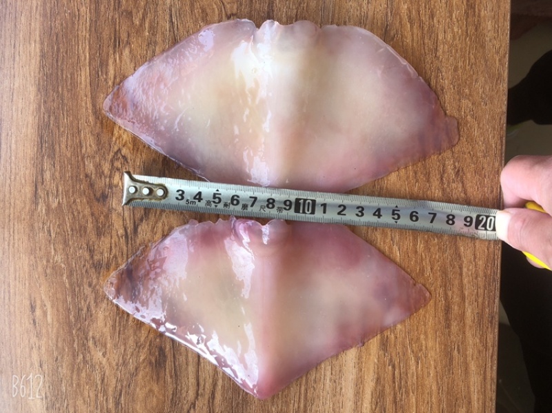 火箭鱿鱼原料