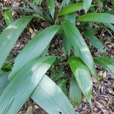 大叶仙茅