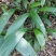 大叶仙茅