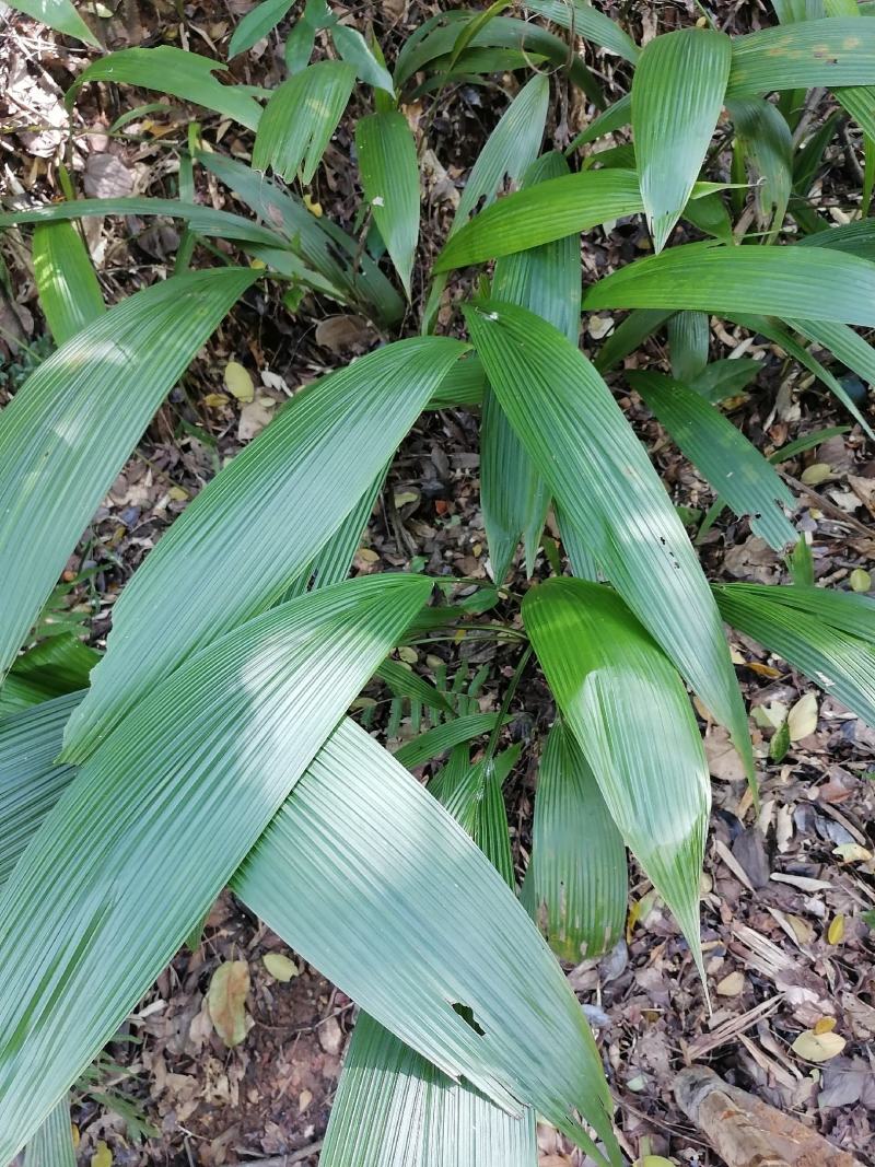 大叶仙茅