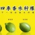 现摘广东香水柠檬新鲜现发香水柠檬果园柠檬