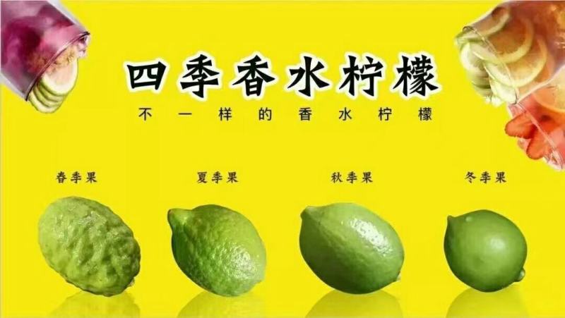现摘广东香水柠檬新鲜现发香水柠檬果园柠檬