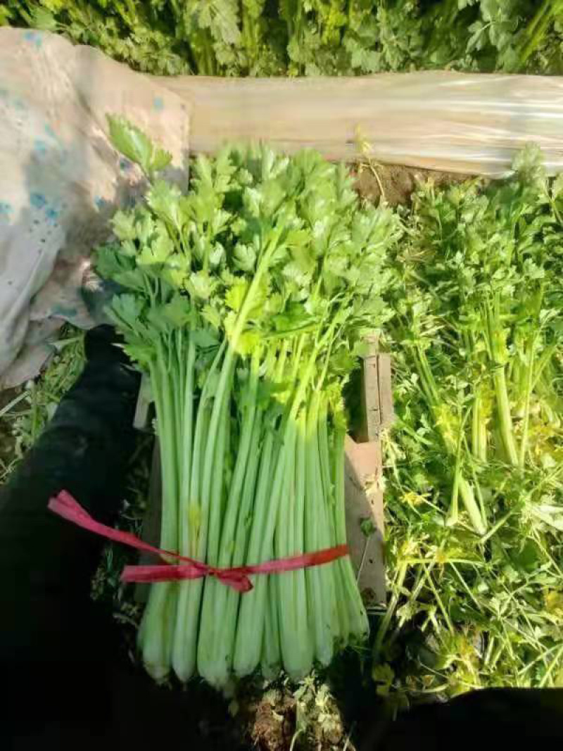 芹菜潍坊西芹货源充足质优价廉产地直供市场批发超市团购