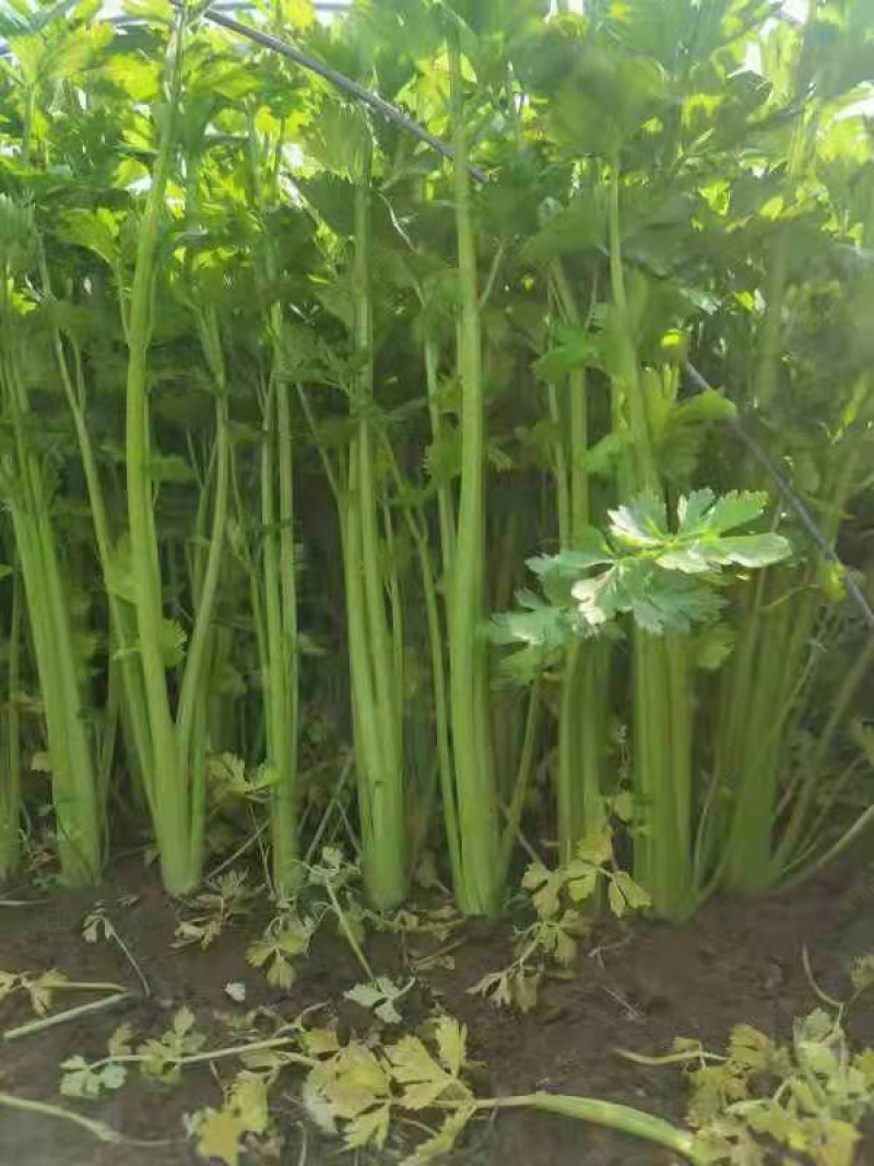 芹菜潍坊西芹货源充足质优价廉产地直供市场批发超市团购