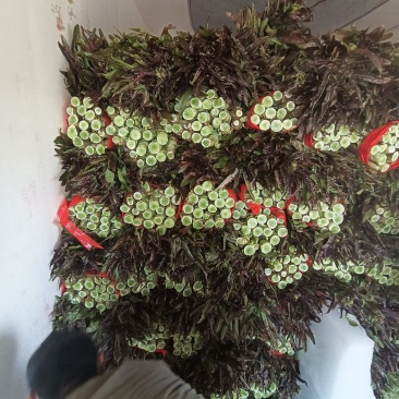 开封通许红叶莴笋大量上市。可供，商超，电商，市场