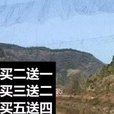 果园防鸟网葡萄樱桃防护网大棚果树防鸟用的网鱼塘养殖天网尼