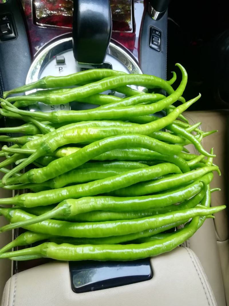 广西辣椒线椒大量上市2号杭椒，3号，8号线55号2荆条，螺线