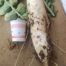 【推荐】白萝卜自家种植品质保证一手货源欢迎来电订购