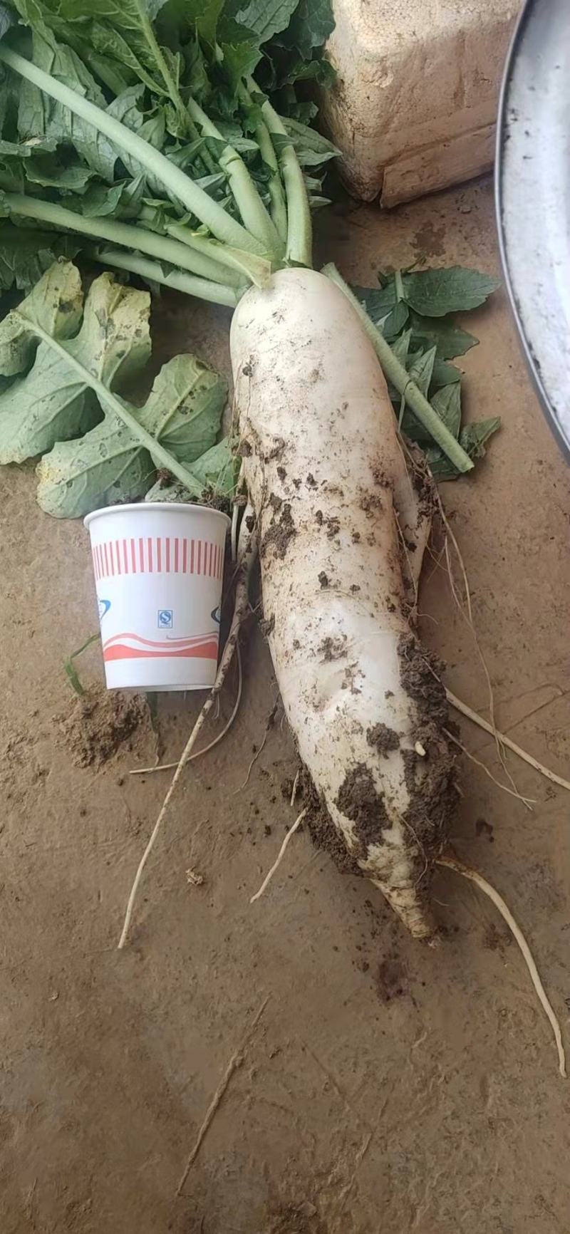 【推荐】白萝卜自家种植品质保证一手货源欢迎来电订购