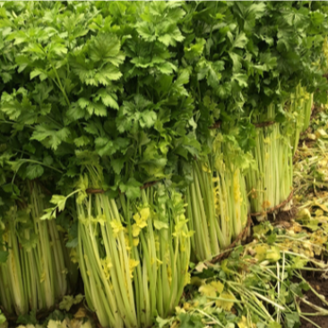 正宗平度马家沟芹菜可加工各种规格和各种礼盒