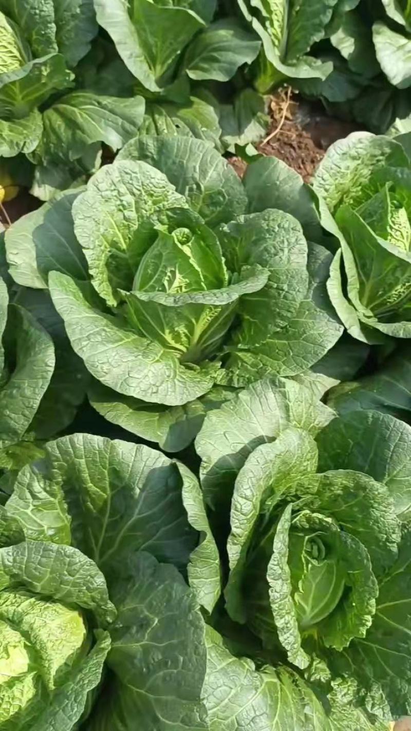 云南精品大白菜