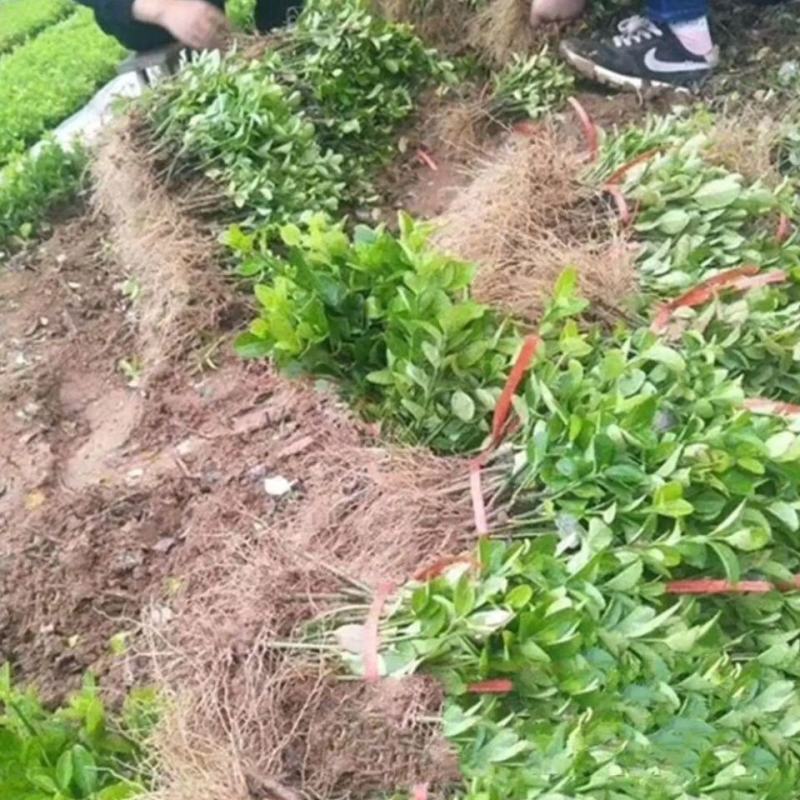 卫矛苗，产地直发，量大从优，价格随行就市