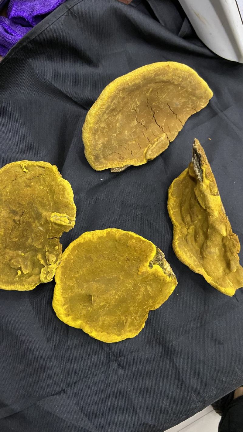 桑黄桑寄生西藏金边桑黄不是几十块的朝鲜货西藏金边