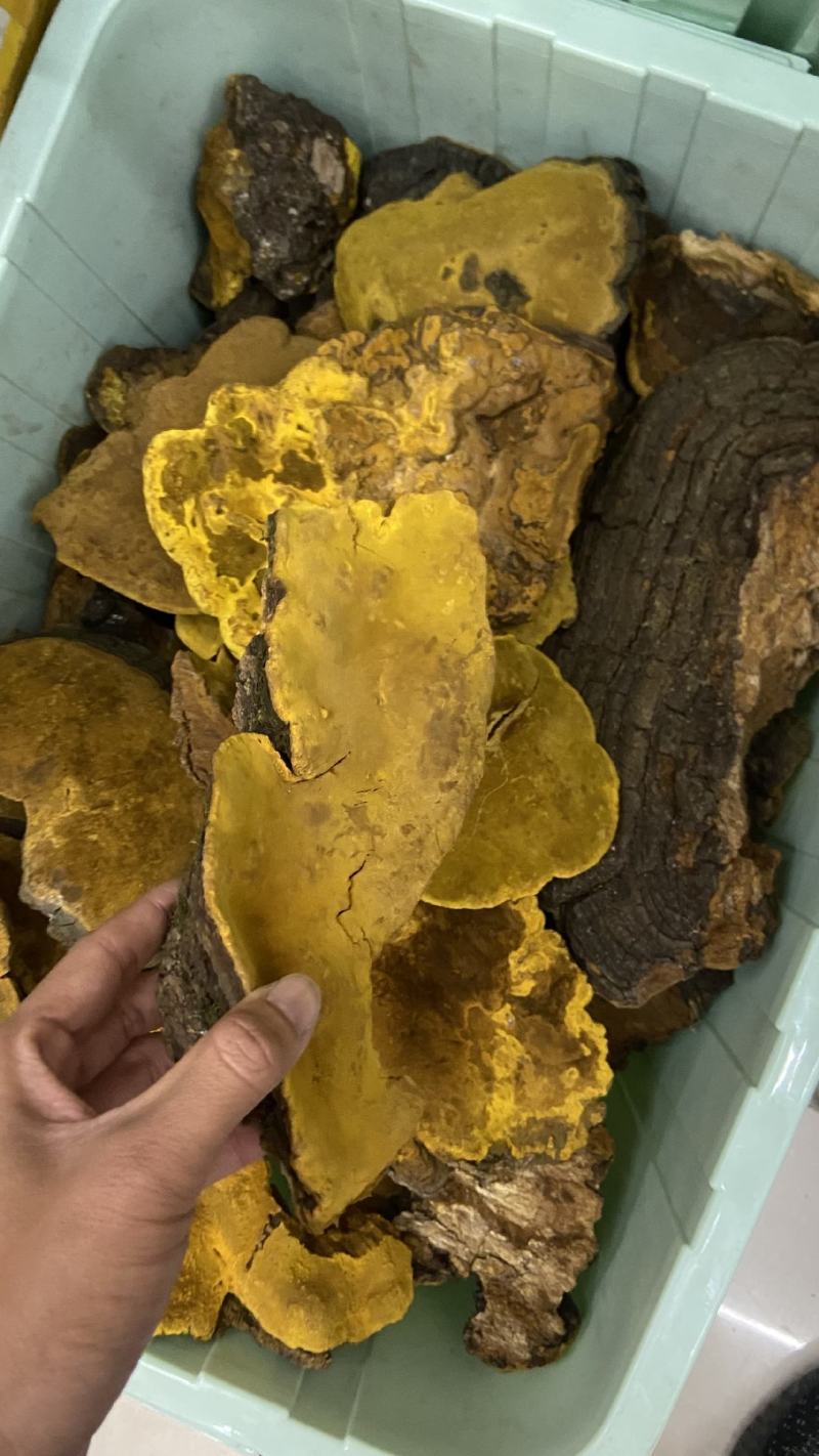 桑黄桑寄生西藏金边桑黄不是几十块的朝鲜货西藏金边