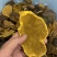 桑黄桑寄生西藏金边桑黄不是几十块的朝鲜货西藏金边