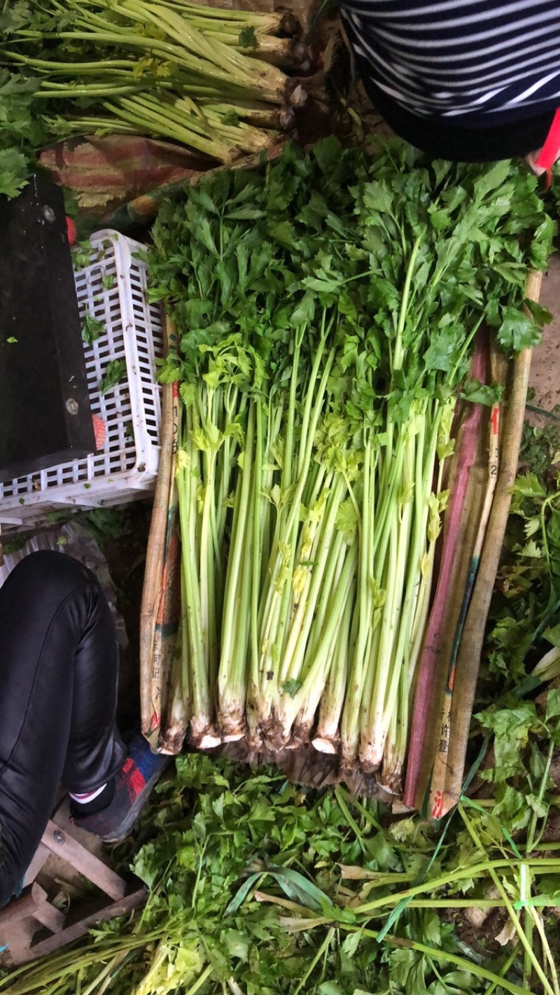 正宗平度马家沟芹菜可加工各种规格和各种礼盒