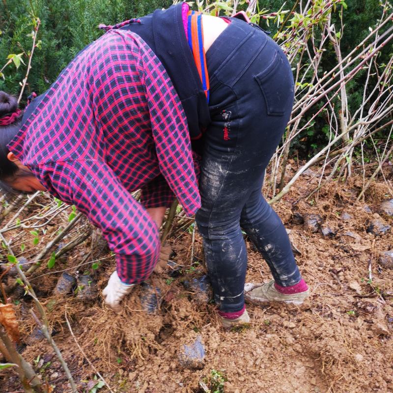 四川“夏禹林”珙桐树杯苗保湿包装基地发货