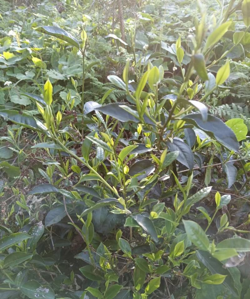 高山新鲜云雾茶（绿茶）大量批发，大量批发