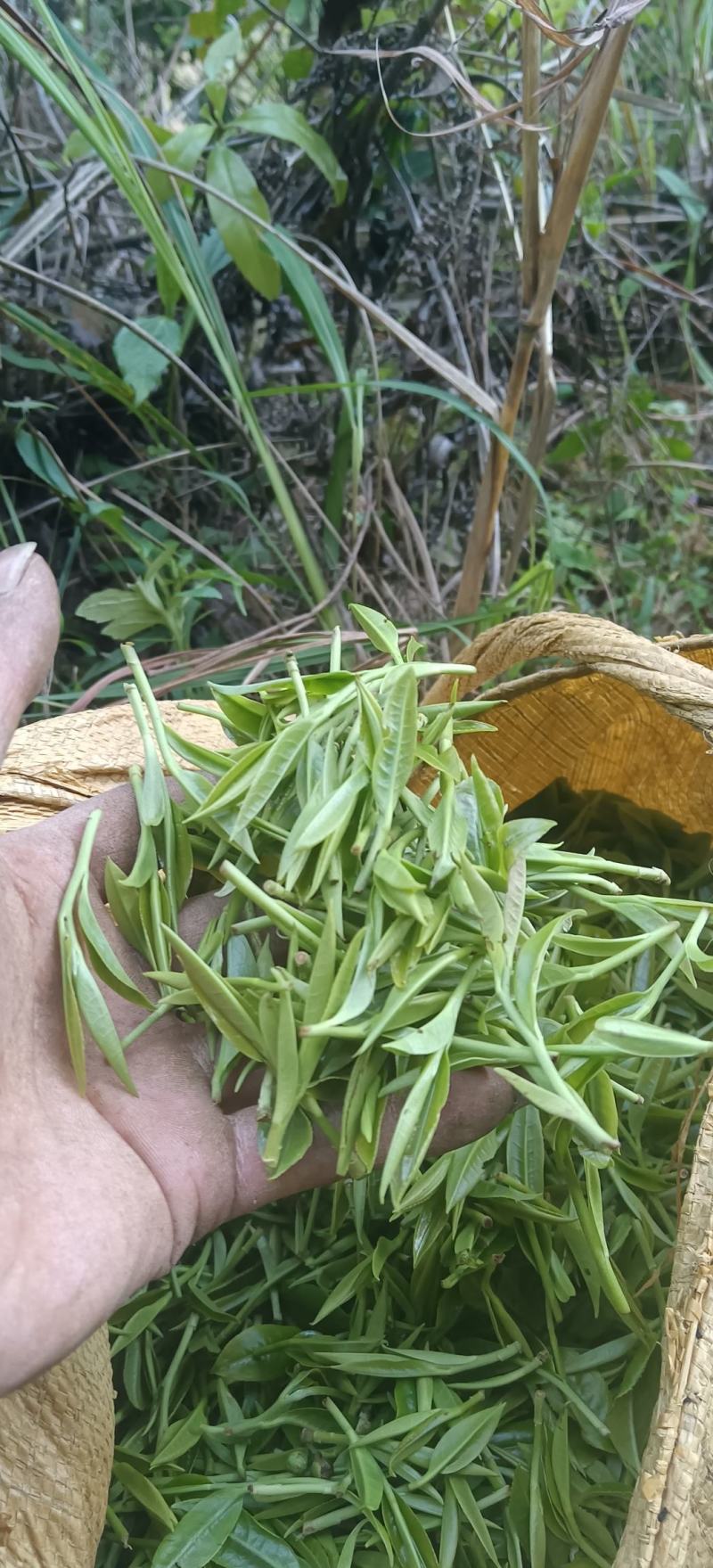 高山新鲜云雾茶（绿茶）大量批发，大量批发