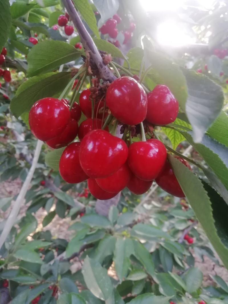 【精品】陕西樱桃萨米脱樱桃基地直发价格美丽欢迎洽谈