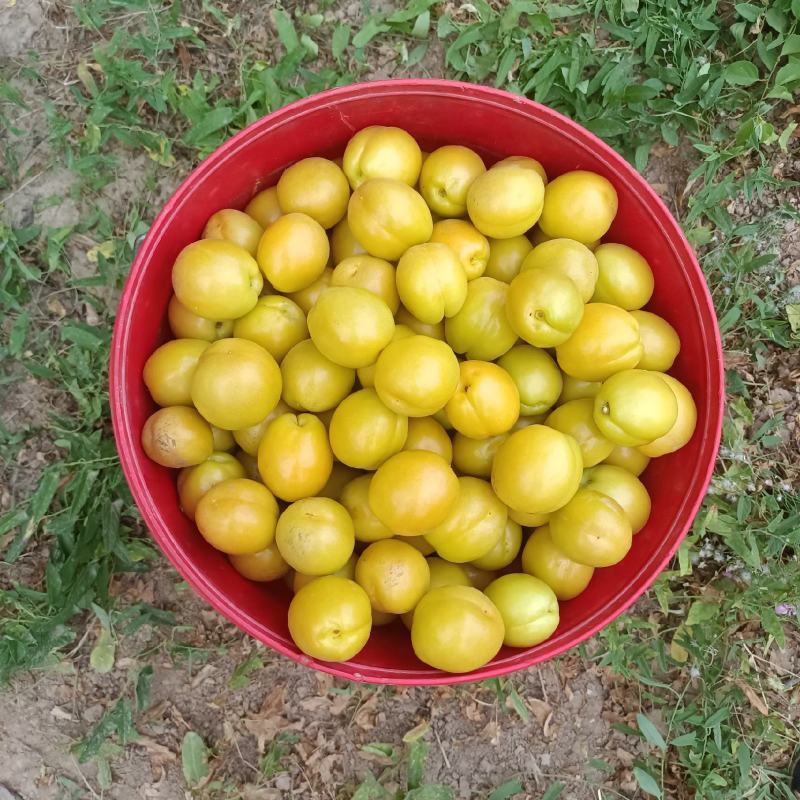 珍珠油杏批发，冷棚珍珠油杏基地价格，珍珠油杏产地价格