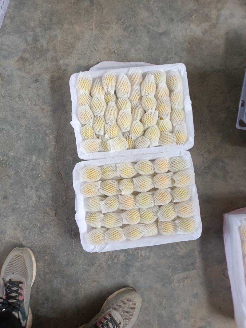 珍珠油杏批发，冷棚珍珠油杏基地价格，珍珠油杏产地价格