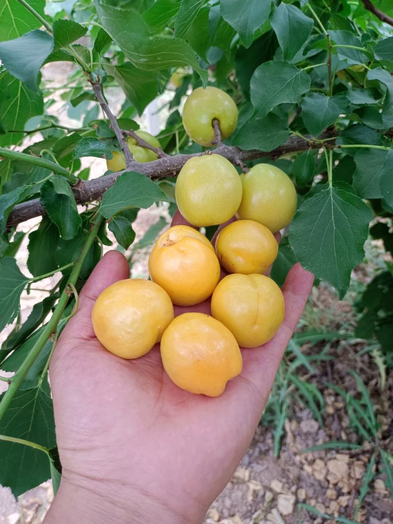 珍珠油杏批发，冷棚珍珠油杏基地价格，珍珠油杏产地价格