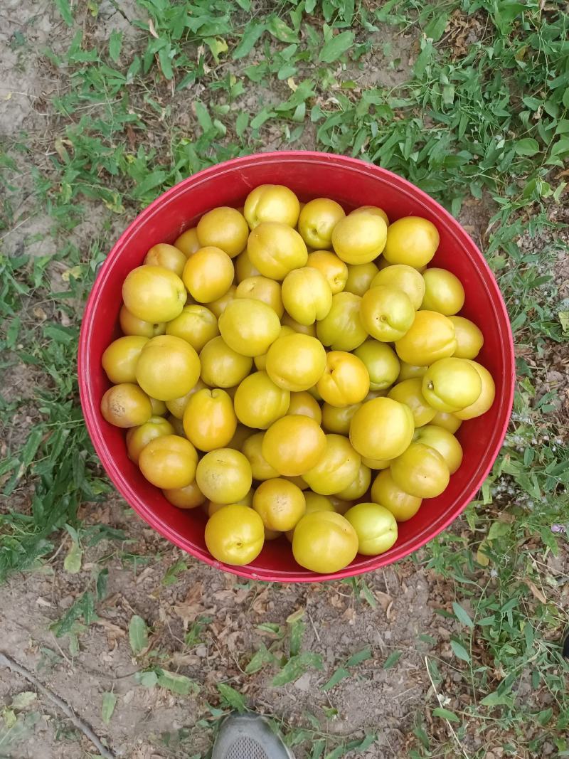 珍珠油杏批发，冷棚珍珠油杏基地价格，珍珠油杏产地价格