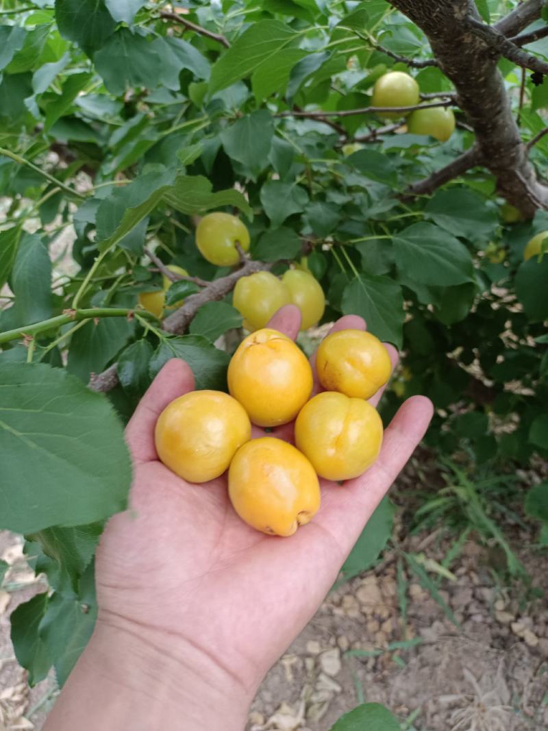 珍珠油杏批发，冷棚珍珠油杏基地价格，珍珠油杏产地价格