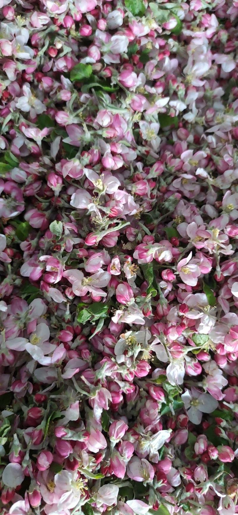 苹果花粉加工