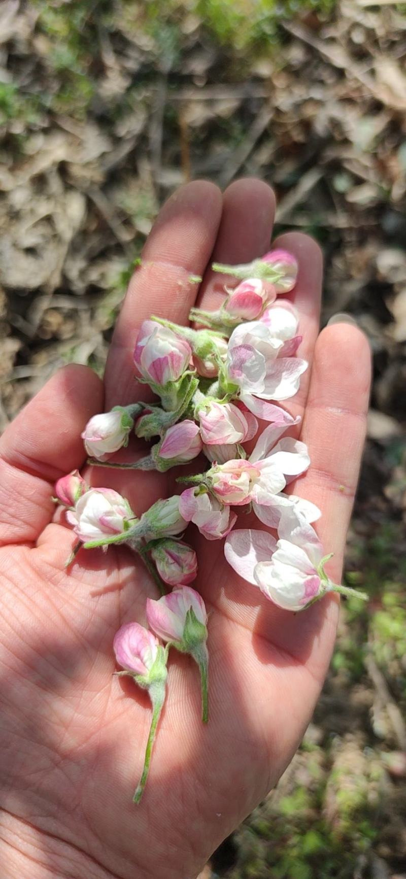 苹果花粉加工