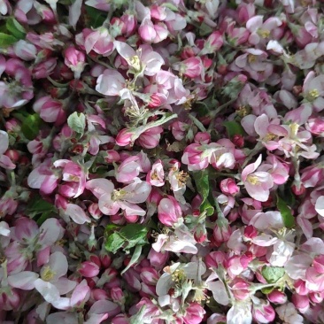 苹果花粉加工