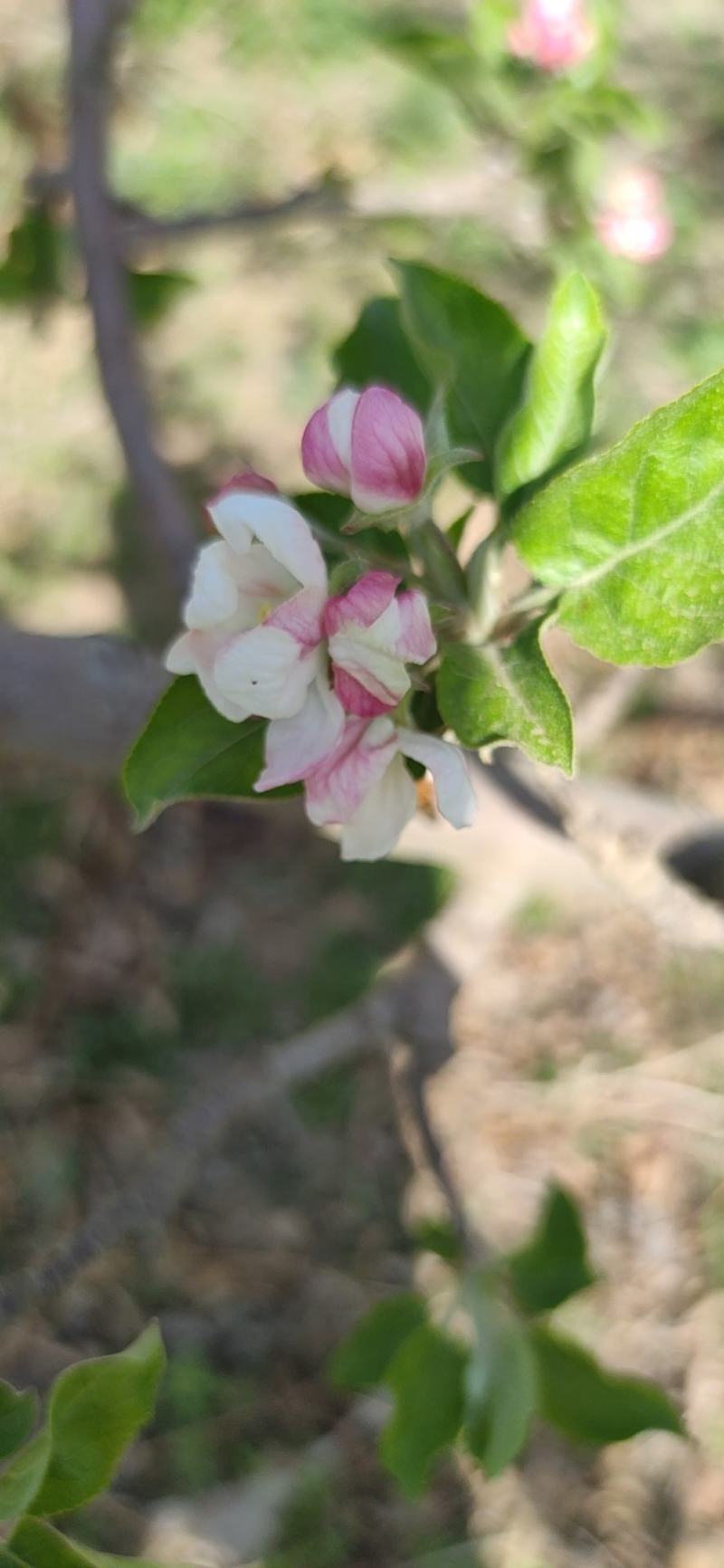 苹果花粉