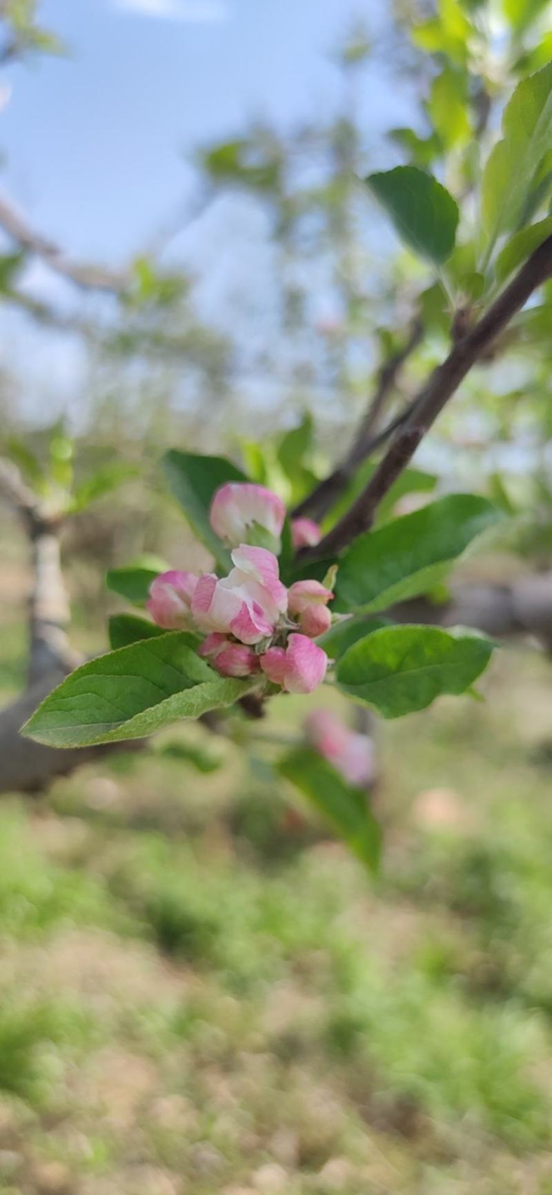 苹果花粉