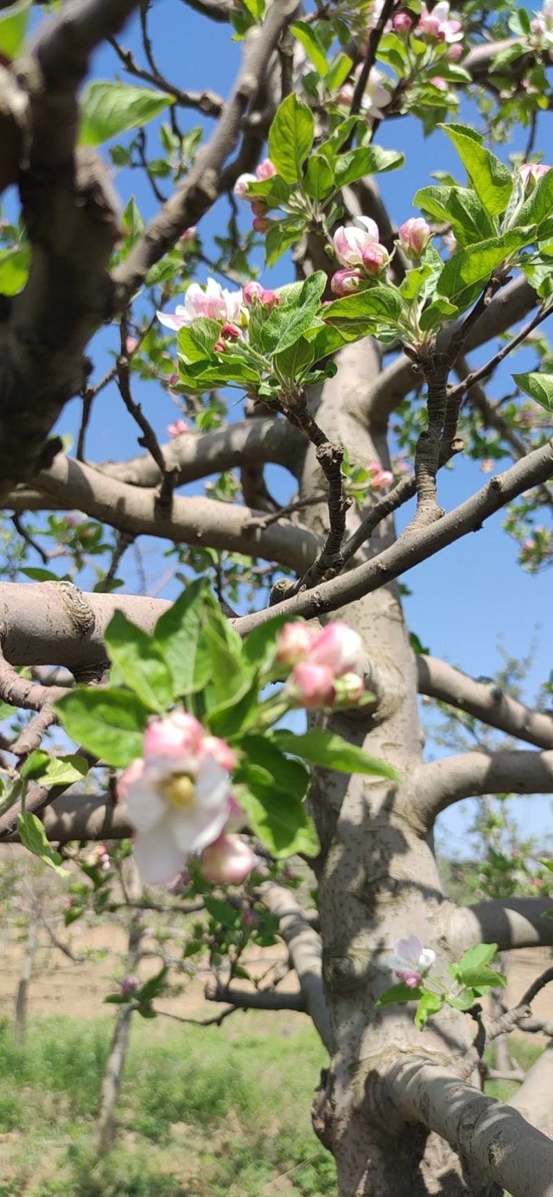 苹果花粉