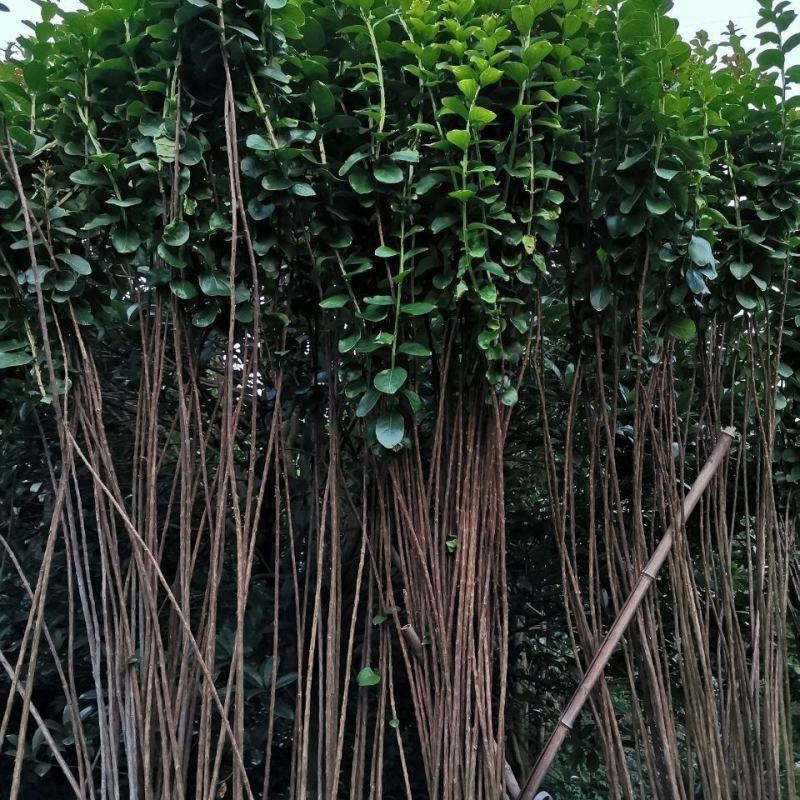 从生紫薇，产地直销，量大从优，价格随行就市