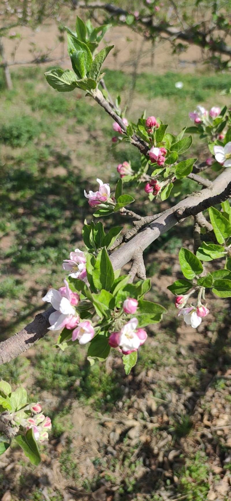 代收苹果花，可加工提取花粉！有充足的场地和丰富的货源