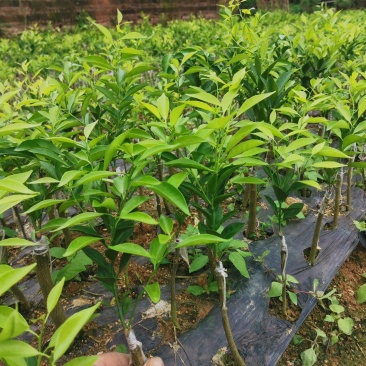 新会柑，也叫茶枝柑陈皮柑，小青柑都是它了