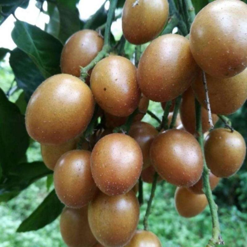 黑黄皮苗黑金刚黄皮苗紫色黄皮苗南北方种植盆栽当年结果