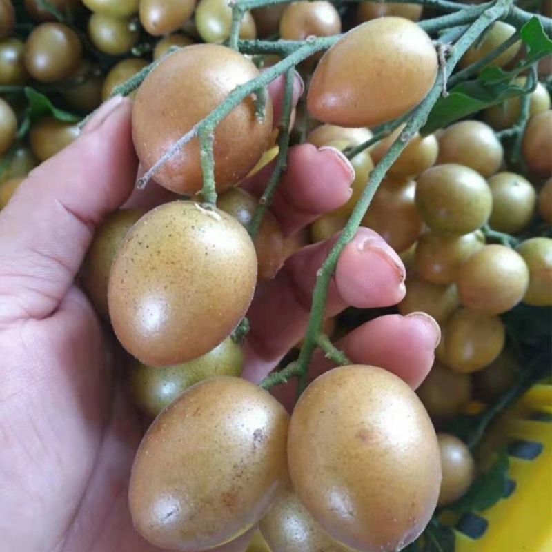 黑黄皮苗黑金刚黄皮苗紫色黄皮苗南北方种植盆栽当年结果