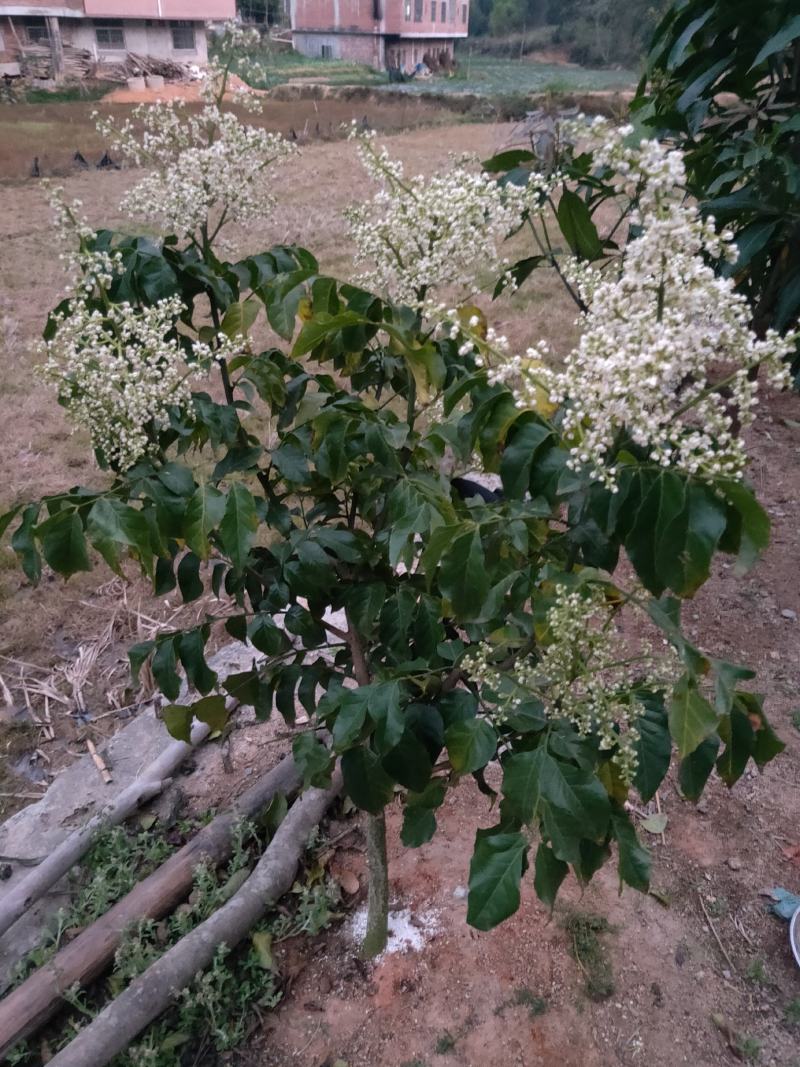 黑黄皮苗黑金刚黄皮苗紫色黄皮苗南北方种植盆栽当年结果