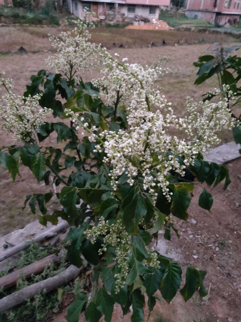 黑黄皮苗黑金刚黄皮苗紫色黄皮苗南北方种植盆栽当年结果