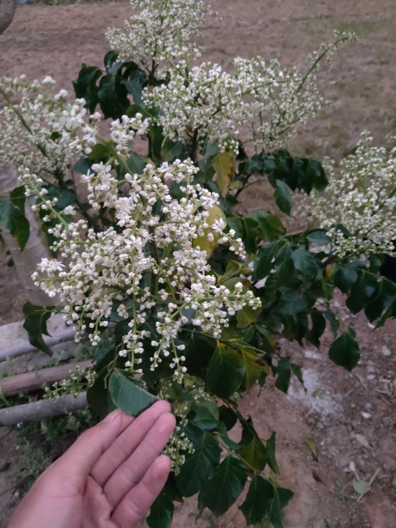 黑黄皮苗黑金刚黄皮苗紫色黄皮苗南北方种植盆栽当年结果