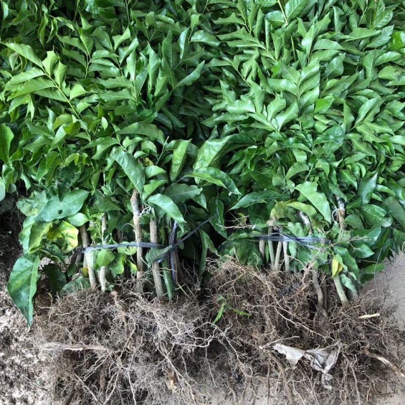 黑黄皮苗黑金刚黄皮苗紫色黄皮苗南北方种植盆栽当年结果