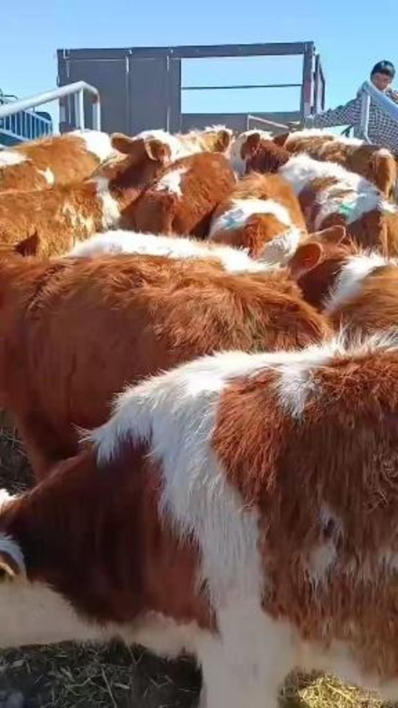 常年出售西门塔尔牛，牛犊，纯种西门塔尔牛